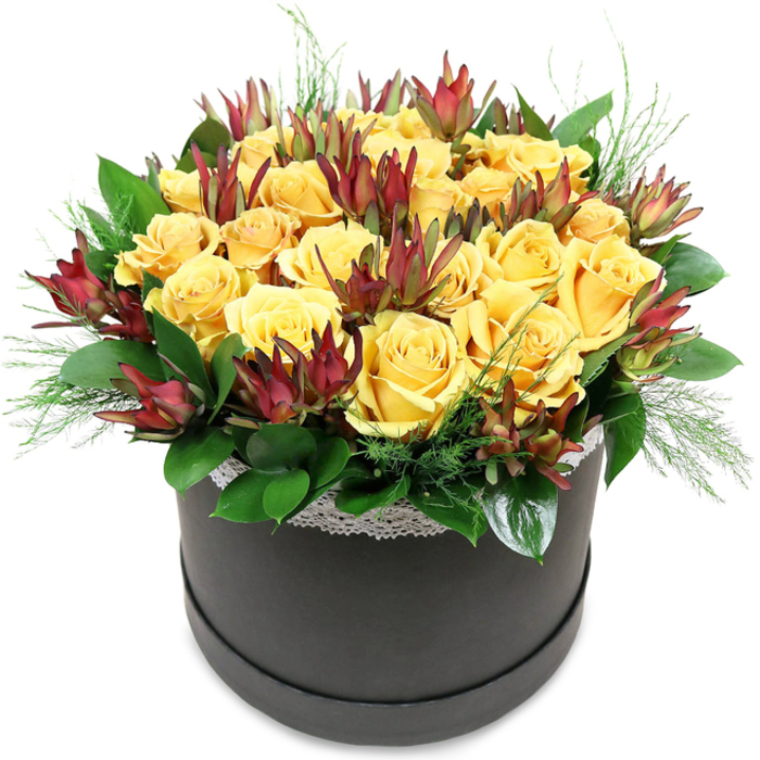 The photograph showcases a sophisticated floral arrangement presented in a round, dark hatbox, set cleanly against a bright white backdrop that highlights every nuance of colour and texture. At the heart of the design, a dense mound of golden yellow roses forms a nearly perfect sphere. Each rose is fully open yet still fresh, with velvety petals layered into intricate spirals that invite the eye to trace their gentle curves. The yellow tones range subtly from creamy, buttery centres to deeper, sun-drenched outer petals, evoking the gentle warmth of an afternoon walk through Stanmore Country Park. Interwoven among these roses are stems of Leucadendron 'Safari Sunset', their tall, tapering bracts adding height and definition. The bracts display a rich palette of deep burgundy, maroon, and dark red, gradually transitioning to green near the base. Their pointed forms introduce a bold, architectural element that contrasts with the softness of the roses, giving the arrangement a modern, slightly dramatic twist. Encircling the base of the blooms, broad, glossy dark green leaves form a structured collar, while fine, feathery sprigs of lighter green foliage emerge delicately between the flowers and trail over the hatbox edge. These airy greens soften the outline and bring a touch of natural movement, as though the flowers have just been gathered from a sunlit garden. The hatbox itself is a deep charcoal or matte black, with a narrow band of white lace edging around its top rim. This lace detail, featuring a subtle decorative pattern, introduces a hint of old-world charm that pairs beautifully with the contemporary container. The overall impression is of understated luxury and heartfelt warmth, perfect as a centrepiece for a Stanmore home or as a thoughtful gift for birthdays, anniversaries, or thank-you occasions across the local area.