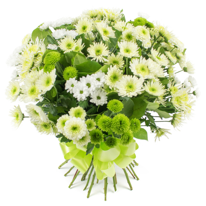 A hand-crafted chrysanthemum bouquet in a soothing palette of white, cream, and vivid lime green is displayed against a bright white background, which highlights every detail of the flowers as though they are bathed in clear daylight over Stanmore. The bouquet has been tied into a classic rounded shape, with the blooms forming a dense, textured dome that looks rich and abundant from edge to edge. The majority of the flowers are spray chrysanthemums in varying shades of white and creamy off-white, their fine petals radiating outward in gentle arcs. Some blossoms are fully open, revealing soft, pale green or buttery yellow centres, while others are still slightly cupped, adding a dynamic, natural feel. Between these larger, more expansive heads, smaller daisy-like chrysanthemum clusters tuck in, their simple white petals framing tiny green-yellow centres that give a charming, almost country-garden touch, despite the modern white backdrop. Scattered throughout the arrangement are vibrant lime green pompon chrysanthemums, tightly packed into spherical shapes that sit proudly among the softer whites. Their bright apple-green colour recalls the fresh lawns and hedges around Stanmore Golf Club in early spring, and their plush, textured surfaces contrast pleasingly with the flatter petals of the spray mums. Subtle accents of dark green foliage weave in and out between the blossoms, barely visible but important in providing depth, structure, and a hint of natural wildness beneath the polished surface. The stems of the bouquet are neatly gathered and cut to an even length, bound firmly with a wide lime green satin ribbon. This ribbon is tied into a generous, multi-loop bow, its glossy fabric catching the light and drawing the eye down to the base of the design. The finished bouquet feels calm yet uplifting-ideal as a centrepiece for a Stanmore dining room, a thoughtful thank-you gift, or a gentle expression of sympathy or remembrance.