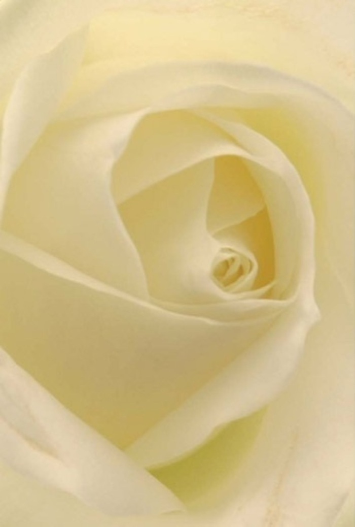 Observing this white rose from an intimate perspective, one is entranced by the interplay of light and shadow within its artfully layered petals. The palette is a study in understated luxury: creamy whites softly transitioning to gentle vanilla, hinting at the hushed, sophisticated ambience of Stanmore's residential lanes. The petals spiral inward in a display of resilience and purity, their subtle nuances catching the filtered daylight that might drift through a shop window on The Broadway. Each outer fold seems illuminated from within, conveying tranquility and a sense of timelessness that makes this rose a favourite for apologies, romantic declarations, or as the crown of an elegant wedding arrangement. The craftsmanship of Stanmore's local florists shines through in the perfect alignment, as if translating emotion into natural form. The quiet, clean scent summoned by the image is almost tangible-the sort that fills a room with understated serenity. This classic rose captures the unspoken language of caring, appropriate for anything from festive centrepieces to heartfelt acknowledgments across the heart of Stanmore.