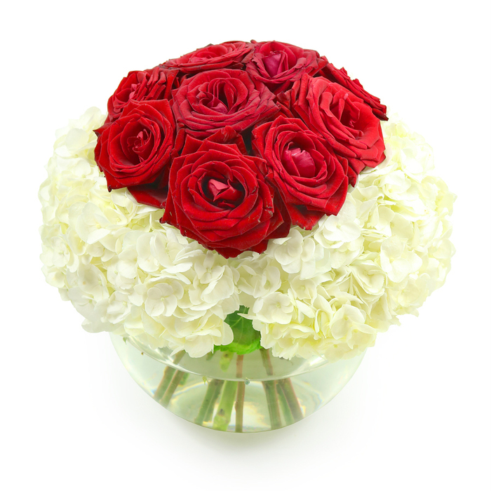 In this image, a classic red-and-white anniversary arrangement is showcased with striking clarity against a clean, white background. The bouquet has been constructed as a near-perfect sphere, with a compact mound of deep red roses emerging from a generous base of white hydrangeas. At the top centre, roughly ten roses are gathered tightly, their velvety petals layered in rich spirals that form a luxurious dome. Each bloom appears at its peak, full of life and colour, with hints of shadow where petals overlap. The red is deep and romantic, reminiscent of celebratory evenings in Stanmore, perhaps after a stroll along Church Road or a visit to local cafés nearby. Encircling this crown is a broad mass of creamy white hydrangeas, their numerous tiny florets densely packed to create a fluffy, cloud-like collar. The hydrangeas give the arrangement a sense of softness and abundance, their subtly ruffled surfaces catching the light so that the white appears almost luminous in places. The flowers are set in a clear, rounded glass vase, similar to a fishbowl, which is partially filled with clear water. Through the glass, the viewer can see the strong green stems arranged neatly, angling down and crossing in graceful lines that reveal the careful hand of an experienced florist. Light falls evenly across the arrangement, producing gentle reflections on the glass and soft shadows between petals, adding depth without harsh contrast. The overall mood is one of understated luxury and heartfelt emotion, making this design well-suited to celebrating an anniversary, marking a special date night at home in Stanmore, or offering a meaningful, hand-delivered gift to someone cherished in the local area.