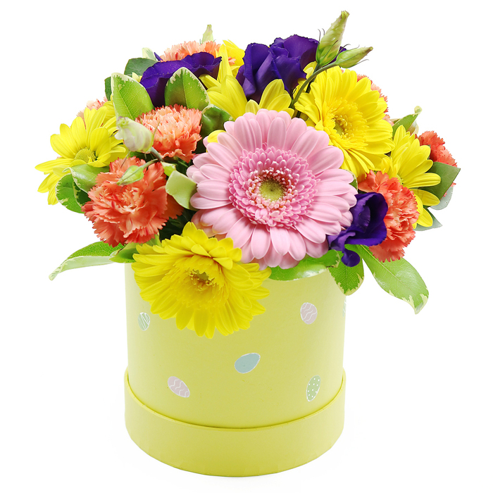 An exuberant Easter hatbox floral arrangement stands out against a crisp, white background, its colours and textures suggesting a piece freshly finished in a Stanmore workshop and ready to head out for same-day delivery. The design is rounded and full, with each bloom nestled snugly against the next to create a soft, domed silhouette. Anchoring the front of the arrangement is a single, prominent Gerbera daisy in a gentle shade of light pink, its numerous silky petals radiating evenly from a pale green centre that gives the flower a bright, open expression. Around this central bloom, clusters of vivid yellow chrysanthemums fan out their slender petals, introducing a joyous, sunlit feel that recalls clear spring skies over Stanmore Hill. Coral-orange carnations, rich with ruffled petals, are woven between the daisies, adding both volume and a warm glow that softens the transitions between colours. Interspersed throughout are deep purple lisianthus flowers, their smooth, velvety petals curling gracefully and bringing a dramatic contrast that enhances the pastel tones rather than overpowering them. Fresh foliage in varied shades of green, including a few leaves edged in soft cream, fills the remaining spaces and underpins the bouquet's rounded shape, giving it a lush, garden-fresh character. All the stems are set into a cylindrical pastel lime-green hatbox whose smooth sides are scattered with tiny pastel Easter egg designs in pale blue, pink, white, and soft green, some accented with dainty polka dots or stripes. This playful detailing completes the festive theme, making the piece ideal as an Easter centrepiece, a spring thank-you gift, or a cheerful surprise for friends and family across Stanmore who appreciate colourful seasonal flowers.