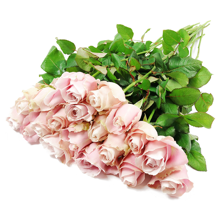 A lush bouquet of roughly two dozen long-stemmed pink roses is displayed on a pure white background, styled in a way that evokes a carefully prepared sympathy bouquet from a Stanmore flower shop. The roses are gathered in a dense, rounded cluster toward the lower left of the image, with each bloom nestled closely against its neighbour. Their petals show a harmonious range of soft pink tones, from nearly white blush at the very edges to faint lavender-pink and dusty rose shades that deepen near the centres, where the petals curl and fold into tight, elegant spirals. Many of the roses are captured in mid-bloom, not fully open yet, conveying a sense of gentle restraint and quiet emotion. A few flowers have unfurled further, revealing complex, layered hearts that appear almost sculpted, their velvety surfaces inviting the touch. Behind this cloud of petals, the bouquet's long, straight stems stretch diagonally towards the upper right, creating a strong visual line. The stems are surrounded by abundant dark green foliage-leaves with a healthy, slightly glossy finish that contrasts vividly with the delicate pink blossoms and the bright white background. The lighting is soft yet clear, illuminating the roses without harsh shadow, much like daylight streaming into a home near Stanmore Country Park. Every subtle curve and texture is visible, from the gently ruffled petal edges to the vein patterns on each leaf. The overall impression is one of serene beauty and understated elegance, perfectly suited to moments of remembrance. This bouquet would feel at home as a condolence gesture for families in Stanmore, Canons Park, or along the A410, offering a visual and emotional softness during a difficult time.