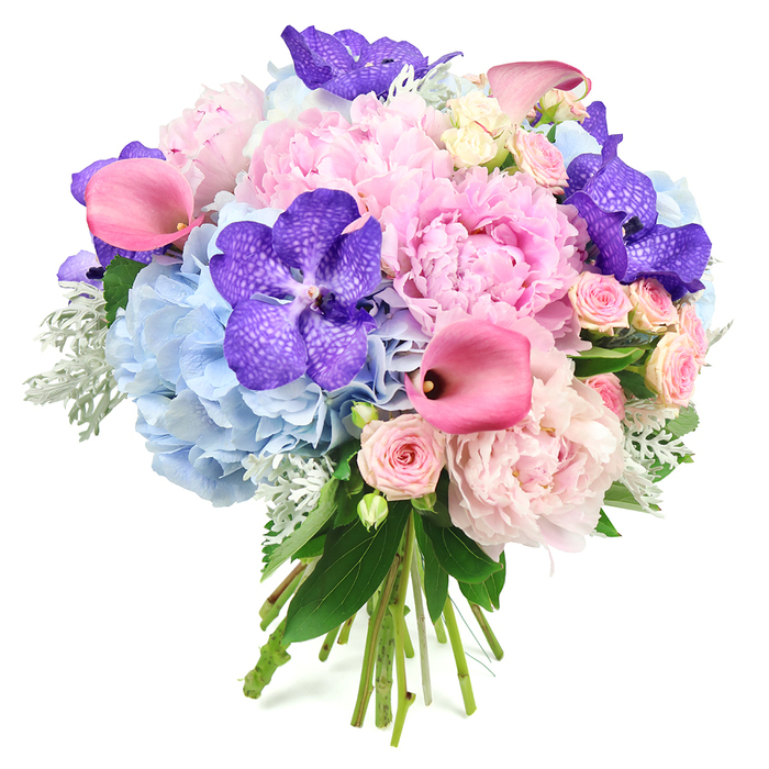 A lavish hand-tied bouquet stands out vividly against a bright white background, revealing every nuance of colour and texture. Several large, light pink peonies sit at the centre, their petals fully unfurled into voluptuous, ruffled blooms that conjure up images of silk and soft, gathered fabric. Around them, powdery blue hydrangeas form a thick, cloud-like collar, the many tiny flowers combining into a plush, almost billowing effect that cools and balances the composition. Punctuating these softer elements are striking Vanda orchids in deep, velvety purple, each bloom displaying distinctive speckled markings that lend an exotic, almost regal presence. Flowing gracefully between the peonies and hydrangeas, fuchsia pink calla lilies add long, elegant lines; their smooth, trumpet-shaped flowers and slightly darker centres bring a contemporary edge and a vivid note of colour. Interspersed among the larger blooms, blush pink spray roses offer smaller, intricate rosettes, reinforcing the romantic mood and adding fine detail that rewards a closer look. Along the outer edges, silvery-green dusty miller with its delicate, velvety leaves mingles with glossy dark foliage, creating texture, framing the bouquet, and grounding the light, airy tones. At the base, the flower stems are clearly visible, neatly tied together in a natural bundle that signals a freshly arranged, hand-crafted design just finished for delivery. The overall impression is one of elegant abundance, the kind of bouquet that would suit a wedding reception near Stanmore Country Park, a milestone birthday dinner just off Marsh Lane, or a stylish home in Stanmore wanting a centrepiece that feels both romantic and refined.