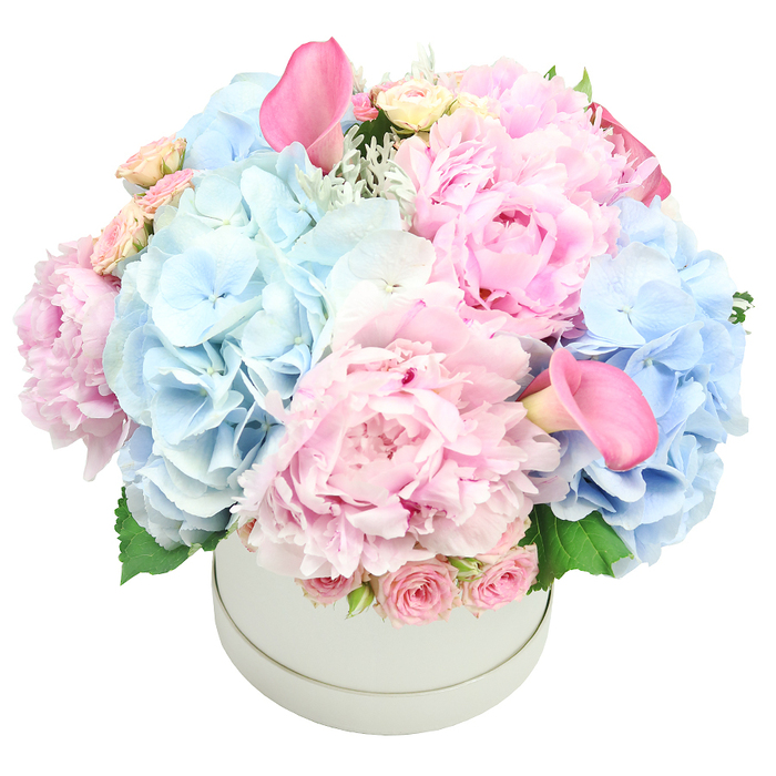 Meticulously arranged in a light grey matte round hatbox, this opulent bouquet is a study in balance and grace. The arrangement sits against a pure white backdrop, allowing the colors to glow with quiet intensity. The major bloom is a field of large pink peonies, their ruffled layers catching the light and shifting from pale blush to deeper rose as you move closer. Nestled among them are generous clusters of baby blue hydrangeas, each floret forming soft, airy pockets that contrast with the heft of the peonies. Two vibrant pink calla lilies rise above as dramatic focal points, their trumpet shapes lending sculptural height. Near the rim, tightly budded spray roses contribute a classic, nostalgic touch. Silvery foliage-dusty miller-along with fresh green leaves peeks through, adding depth and a natural, garden-like texture. This refined display reads as an elegant gift for weddings, anniversaries, or Mother's Day in Stanmore, or as a statement centerpiece for celebrations, with the promise of premium stems and careful arranging. The bouquet is tied to maintain a full, rounded dome, a hallmark of experienced craftsmanship. Our Stanmore team ensures precise color balance, sturdy stems, and a presentation that travels well for same-day delivery across Stanmore and surrounding postcodes.