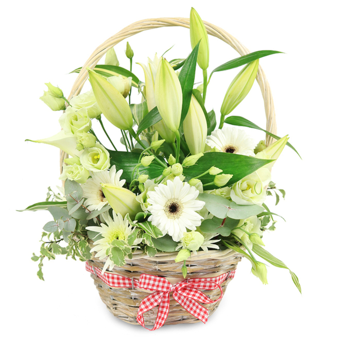 This image shows a thoughtfully composed floral basket set against a pristine white background, the kind of arrangement that would sit beautifully on a dining table in a Stanmore home, ready to mark a special anniversary. The wicker basket is made from light, natural strands, tightly woven with a simple curved handle that rises over the centre of the composition. At the front, a red and white gingham ribbon is tied into a tidy bow, its classic checks giving a warm, homely note that contrasts with the refined elegance of the flowers. The arrangement is structured around numerous lily buds, their elongated forms standing upright, predominantly creamy white with a soft green flush towards the tips. These buds, still mostly closed, suggest that the piece has been freshly prepared and will gradually open to reveal more beauty. Interspersed among them are several pristine white gerbera daisies, fully open and facing forward, each one with a bold dark brown centre that provides a striking focal point. Around these, lisianthus blossoms in shades of white and very pale green cluster together, their gently frilled petals adding volume and delicacy. A graceful white calla lily arcs through the composition, its sleek, trumpet-shaped bloom lending a modern sculptural touch. Smaller chrysanthemum-like sprays with fine, spiky petals in white and light green are scattered throughout, helping to give the design a full, rounded silhouette. Rich greenery frames and supports the flowers: blue-green eucalyptus, broad dark green leaves, and variegated foliage with creamy edges that soften the basket's outline and echo the greenery of local gardens near Stanmore Country Park. The interplay of fresh whites and soothing greens against the uncluttered background creates a feeling of tranquillity and refined simplicity, perfect for expressing enduring love, quiet joy, or heartfelt appreciation.