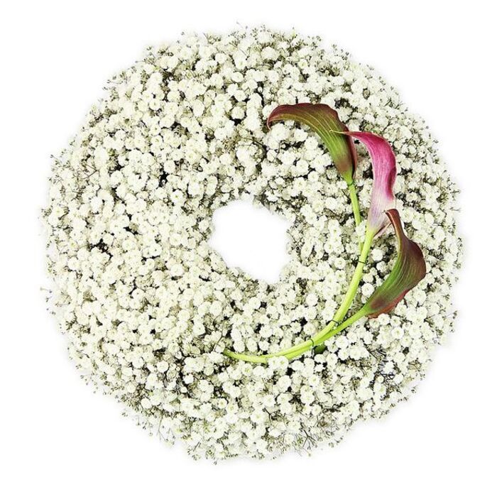 A beautifully composed funeral wreath is photographed in a high-angle view, revealing a perfect circle of Baby's Breath that looks almost weightless. The gypsophila is packed densely, its tiny blossoms crowding together to form a continuous ring of white, like a soft layer of freshly fallen snow. Each miniature flower, with its fine, branching stems, merges into the next, creating a delicate but richly textured halo around a clean, open center. This circular void remains empty and serene, bringing a sense of openness and contemplation to the overall design. The entire wreath rests on a stark white background, so the subtle shadows cast by the flowers are the only clues to depth, making the arrangement appear to hover gently. On the lower right curve of the ring, two calla lilies provide an intentional focal point. Their graceful, trumpet-shaped forms rise from the mass of Baby's Breath, the petals rolled into a sleek, modern profile. Starting with a dark, wine-red tone deep inside the throat, the colour flows outward through velvety shades of burgundy and magenta before fading into fresh green at the petal edges and long stems. These stems bend upward and inward, as if cradling the empty center of the wreath. The interplay between the airy white gypsophila and the bold, sculptural lilies gives the piece both softness and strength. Suitable for a farewell gathering in Stanmore-perhaps at a local chapel or crematorium-this wreath feels thoughtful and composed, like the work of a florist who knows how to turn quiet emotion into a refined floral tribute that honours memory without overwhelming the moment.