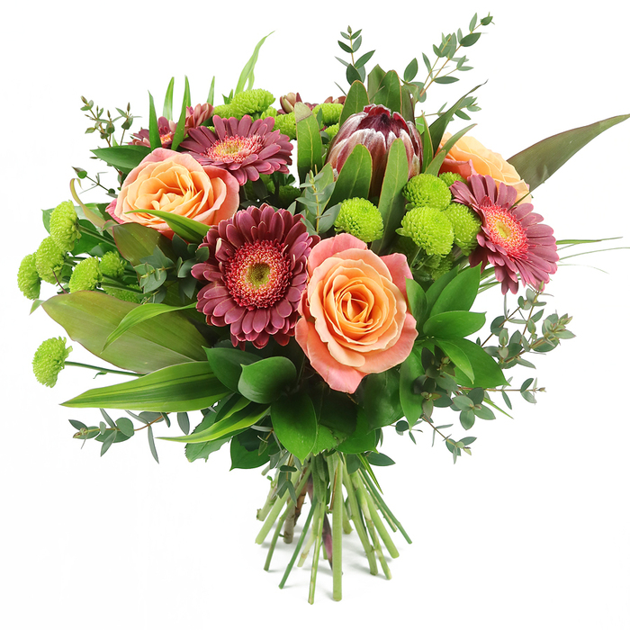 Captured against a pristine white background, this hand-tied bouquet radiates warmth and character, much like a welcoming Stanmore home on a sunny afternoon. At its centre, plush roses in tones of peach, coral, and salmon pink form a soft, romantic core. Their petals are densely layered and gently unfolding, some with lighter, almost creamy outer rims that deepen into richer orange and apricot tones towards the middle, evoking the colours of a late summer sunset. Interspersed with the roses, rich Gerbera daisies in deep magenta, wine, and burgundy sit slightly higher, their flat, circular blooms lined with fine, velvety petals and accented by contrasting central disks that appear textured and slightly raised. Just above, a singular King Protea commands attention with its striking, sculptural silhouette. Its sturdy bracts are shaded in maroon and muted reddish-brown, transitioning to a softer mauve-pink at the pointed tips, creating a statement focal flower that adds a modern edge ideal for stylish interiors around Stanmore and Belmont. Threaded throughout the arrangement, bright lime-green Santini chrysanthemums form rounded pom-pom clusters that break up the warmer hues, adding a vivid, energising burst of colour and a playful, almost whimsical texture. The bouquet is framed by generous foliage: broad, glossy dark-green leaves cradle the blooms, slender sword-like greenery reaches upwards, and airy sprigs of eucalyptus with their rounded, silvery-green leaves weave in and out, lending depth, fragrance, and a natural woodland feel. At the base, the stems are clearly visible, gathered and tied in a neat, professional bundle, suggesting a freshly made gift ready for delivery across Stanmore. The overall effect is one of abundance and thoughtful design, perfectly suited to birthdays, anniversaries, or a meaningful thinking of you gesture.