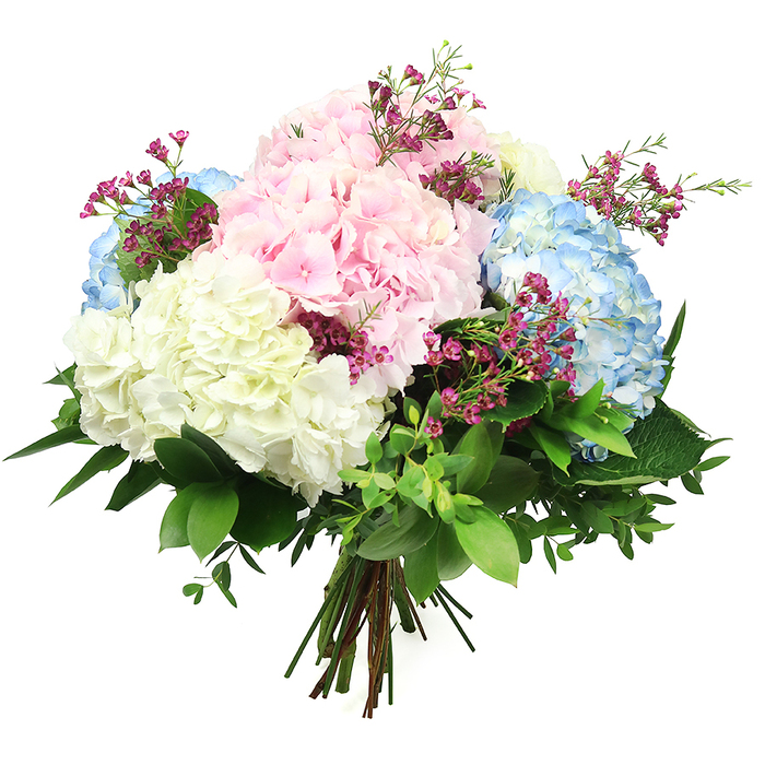 A pastel hydrangea bouquet is shown in crisp focus against a white backdrop, every detail of the arrangement presented with the clarity and poise one might expect from a skilled Stanmore florist. Dominating the composition are rounded clusters of hydrangeas, their heads full and bountiful, made from layers upon layers of tiny, velvety blossoms that fit together like delicate mosaic pieces. The colours are soft and harmonious: gentle pink hydrangeas give off a tender, affectionate glow; pale sky blue blooms offer a soothing, cooling presence; and creamy white hydrangeas lend purity and brightness, echoing the calm of quiet residential streets around Stanmore Broadway. Threaded between these substantial blooms are fine sprays of miniature magenta or fuchsia filler flowers, very much like waxflower, whose tiny, bead-like petals add flecks of richer colour and a sense of airiness that keeps the bouquet from feeling too dense. A generous collar of mixed greenery wraps around the hydrangeas, with broad, glossy dark green leaves and smaller, lighter-toned foliage combining to create depth, structure, and a sense of natural abundance. At the base, the stems are neatly aligned and hand-tied, suggesting the bouquet is prepared and ready to be placed into a vase in a Stanmore home or delivered as a heartfelt gesture to a loved one near Stanmore station. The lighting is soft and even, casting no harsh shadows and allowing each colour shift and textural nuance to be easily appreciated. The overall impression is of a refined, uplifting bouquet suitable for many occasions, from anniversaries and thank-you gifts to simple moments of everyday elegance.