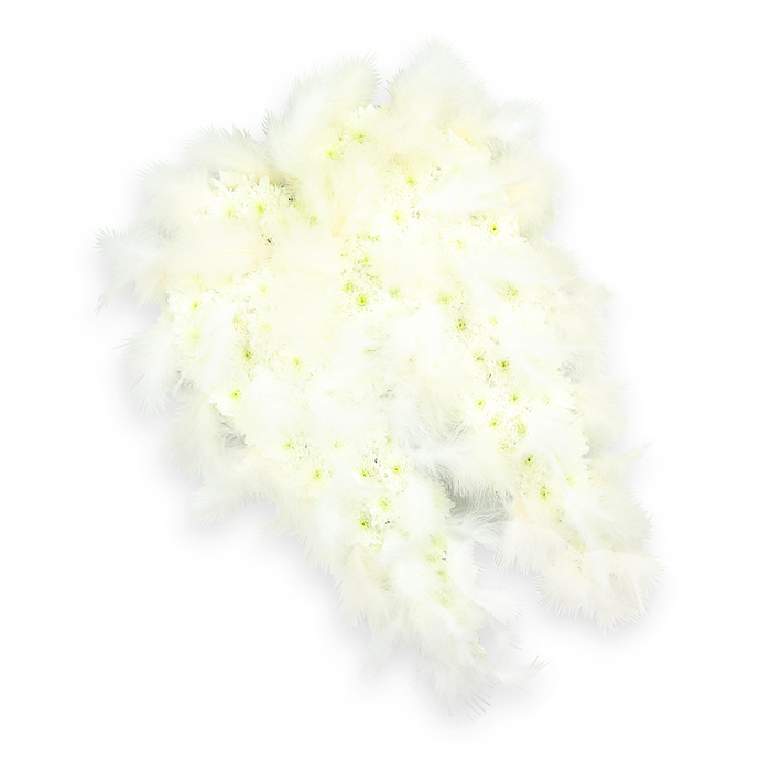 An intricate angel wing arrangement in pure white dominates the scene, a floral tribute that feels deeply in tune with the reflective atmosphere of services held around Stanmore and Canons Park. Each wing is shaped with precision, curving outward and then tapering gracefully towards a fine, delicate tip, as though caught mid-beat. The inner surfaces are densely carpeted with small white flowers, most likely chrysanthemums or miniature carnations, packed so closely that the individual stems are hidden beneath a seamless layer of petals. Some blooms reveal soft hints of green and very pale yellow at their centers, giving the wings a slight, natural variation that prevents them from appearing overly stark or artificial. Along the perimeter of each wing, white feathers are arranged in generous layers, overlapping slightly like the plumage of a bird. The feathers are exceptionally soft and downy, with slender filaments visible at the edges where they catch the light, creating a sense of gentle movement and lightness. Everything is set against a clean, white background, where a subtle shadow beneath the wings provides three-dimensional depth and makes the arrangement appear as though it is floating. The mood is calm, sacred, and quietly hopeful, making this design ideal for mourning families who wish to honour a loved one with something symbolising purity, spiritual protection, and peaceful transition. In the hands of a skilled local florist in Stanmore, this style of angel wing tribute can be delivered with care to services, homes, or chapels, offering a comforting visual reminder of an angelic presence watching over those left behind.