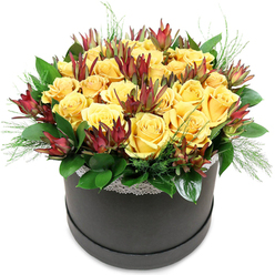 In this image, a luxurious round hatbox packed with golden yellow roses and rich burgundy Leucadendron is shown in full view, the kind of statement piece you might send for a special celebration in Stanmore. The hatbox, finished in a deep black or charcoal tone with a matte sheen, provides a sleek, contemporary base. Around its rim runs a slim, white lace trim, featuring a delicate floral or geometric pattern that lends a soft, vintage touch, like a treasured lace handkerchief. Rising above this border is a perfectly rounded dome of flowers. The dominant note is set by numerous yellow roses, their petals soft and velvety, layered tightly into spirals that form full, rounded blooms. The yellow hue glows with warmth, suggesting sunshine and optimism, and the blooms are so closely grouped that they create an almost seamless cushion of colour. Threaded between these roses are vertical accents of Leucadendron 'Safari Sunset', their elongated, cone-like bracts adding sculptural drama. The bracts display rich tones of deep red, burgundy, and mahogany, fading into green near the stems, giving the arrangement depth and a contemporary edge. Around the base, glossy dark green leaves provide structure, while airy, feathery sprigs of lighter green foliage peep out in soft tufts, easing the transition from flowers to container. The overall effect is of a carefully balanced design that combines classic romance with modern styling, ideal as a birthday gift, congratulations bouquet, or elegant thank-you arrangement delivered across Stanmore, from homes near Stanmore Golf Course to quiet avenues off The Drive, crafted with the attention to detail you'd expect from a dedicated local florist such as Flower Delivery Stanmore.