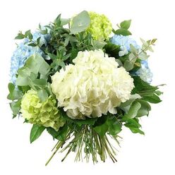 A lush, hand-tied hydrangea bouquet dominates the image, presented against a pristine white backdrop that draws every detail into focus. At its heart lies a substantial, cloud-like cluster of creamy white hydrangeas, with countless small petals forming a dense, rounded shape that feels soft and inviting. Encircling this centrepiece, rounded heads of sky blue hydrangeas emerge, offering gentle, soothing colour reminiscent of clear skies seen from Stanmore Hill on a bright morning. Between these blue blossoms, subtle clusters of pale lime and fresh green hydrangeas appear, their crisp tones evoking new leaves unfurling in local gardens and along quiet roads near Canons Park. The bouquet is lavishly dressed with foliage: soft, silvery-green eucalyptus leaves, almost circular and slightly velvety, fan out gracefully, lending a cool, modern touch, while darker, glossier greenery provides structure beneath, slipping in and out of view to create depth and contrast. The stems, long and natural, are gathered firmly and tied at the bottom, unmistakably showing a hand-tied spiral technique crafted for easy placing into a favourite vase. Gentle, diffused lighting smooths across the surface of each petal and leaf, eliminating harsh shadows and leaving a calm, airy feeling. The arrangement exudes quiet sophistication and balance, perfect for same-day delivery around Stanmore as a birthday gift, a refined thank-you, or an elegant centrepiece for a family gathering. Its blend of white, blue, and green tones conveys peace, freshness, and understated luxury well suited to the area's leafy homes and tranquil streets.