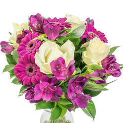Presented on a pure white background, this compact bouquet balances joyful colour with refined structure in a way I often prepare for neighbours around Stanmore tube and The Broadway. Dominating the scene are several vivid magenta Gerbera daisies whose dense, evenly spaced petals create large, sunny faces with darker central discs-they read as exuberant and unapologetically bright. Complementing them are creamy white roses, their petals layering into a soft spiral that speaks of classical romance and a gentle, clean fragrance when freshly opened. Threaded through the composition are deep purple Alstroemeria (Peruvian lilies), each cluster offering trumpet-shaped blooms spotted with darker streaks that add intricate detail and a slightly exotic note to the overall palette. The foliage is a deliberate counterpoint: glossy, dark-green leaves and some lighter, textured fronds provide structure, lift, and a sense of leafy depth that allows each blossom to breathe. A clear glass vase peeks at the bottom, its subtle presence keeping the focus on the blooms while suggesting freshness and careful staging under studio lighting. The arrangement reads as both celebratory and composed-ideal for anniversaries, thank-you gestures, or brightening a home near Bentley Priory or Stanmore Park. As a local florist I choose combinations like this for their versatility and visual impact-offered locally through Flower Delivery Stanmore-so the colours and craftsmanship reflect both mood and place without ever feeling overwrought.