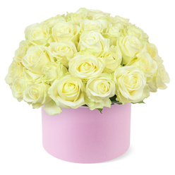 A stylish pastel pink hat box brimming with creamy white roses is captured in sharp relief against a minimalist white background, allowing every nuance of texture and colour to stand out. The roses are densely arranged in a domed formation, so full and close together that the hat box seems to overflow with petals. Each bloom is at a beautifully open stage, petals spiralling outward in soft, velvety layers that create a sense of movement and depth. Their shades range from pure cream and cool ivory on the outer petals to delicate hints of pale yellow towards the centre, suggesting freshness and vitality. A few slender leaves of green foliage are just visible beneath the canopy of flowers, offering a subtle, natural frame without breaking the predominantly white and pink harmony. The hat box itself is a gentle blush pink with a matte, almost suede-like appearance, suggesting quality and care, much like a thoughtfully chosen gift from a favourite Stanmore shop near the station. Its simple, cylindrical structure grounds the lavish dome of roses and gives the arrangement a contemporary, polished profile. This design immediately calls to mind romantic occasions: an anniversary bouquet waiting on a breakfast table, or a surprise delivery to a loved one's office overlooking Stanmore Hill. Soft, even lighting enhances the roses' velvety texture and the clean lines of the container, making the entire scene feel refined yet inviting. It's the kind of floral presentation that quietly conveys devotion, gratitude, and celebration, perfect for marking special milestones across Stanmore and the neighbouring residential avenues.
