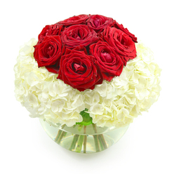 A beautifully composed floral arrangement sits against an immaculate white backdrop, every detail highlighted as if in a gallery display. At its heart is a full, domed cluster of deep red roses, around ten blooms grouped so closely they appear to form a single, rounded crown. Each rose is rich in texture, with velvety petals layered in tight spirals, some slightly parted, others still holding their shape in a graceful cup. The red is intense and saturated, echoing the warmth and devotion behind an anniversary celebration shared in a quiet Stanmore living room or at a favourite local restaurant. Supporting this passionate cluster is a lush base of creamy white hydrangeas, their countless small petals gathered into voluminous, pillow-like heads. The hydrangeas offer a soft, cloud-like texture that contrasts gently with the smooth rose petals, creating a sense of balance between boldness and tenderness. The bouquet is held in a clear, round glass fishbowl vase, partially filled with water so that the green stems are clearly visible, crossing and angling in a natural, almost sculptural pattern. Light reflects delicately off the glass, adding subtle highlights while keeping the focus firmly on the interplay between red and white. The overall arrangement appears meticulously crafted, with a spherical silhouette that feels both modern and timeless. This is the sort of elegant red rose and white hydrangea design a local florist at Flower Delivery Stanmore might create for a milestone anniversary, a romantic surprise after a walk through Stanmore Country Park, or an intimate dinner set up at home to say, without words, that love is both strong and gentle.