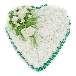 A classic heart-shaped sympathy arrangement rests on a pure white background, its silhouette crisply defined and visually soothing. The perimeter of the heart is edged with a rich emerald green satin ribbon, pleated into soft ruffles that rise and fall gently, like small waves around a still lake. Inside this ribbon frame, the entire heart is densely packed with white chrysanthemums-small, rounded blossoms whose many petals knit together into a thick, cushion-like surface. Their immaculate white colour and uniform texture evoke feelings of purity, peace, and reflection, much like the calm atmosphere found in Stanmore's quiet residential streets and nearby green spaces. At the upper left curve of the heart, a thoughtfully composed cluster of flowers interrupts the sea of white. Here, two full-bloom white roses stand at the centre, their layered petals unfolding in graceful spirals, suggesting affection, reverence, and farewell. Surrounding them are a scattering of smaller white blooms and buds, perhaps freesias or similar dainty flowers, which introduce subtle variety without disturbing the overall serenity. The greenery is a complementary mix of deep green, glossy leaves and fine, feathery foliage that trails lightly across the chrysanthemum base, echoing the natural softness of a garden border. The lighting is gentle and even, highlighting the interplay between the satin ribbon's sheen and the matte texture of the petals. This heart has the contemplative air of a tribute designed for a funeral, wake, or memorial service in the Stanmore area, where families gather to honour a loved one's life. It conveys sympathy and support through its quiet beauty, offering a floral embrace when comfort is most needed.