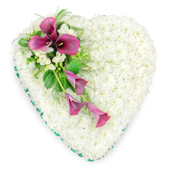 This image shows an elegant heart-shaped floral tribute, laid flat and viewed from above so that its proportions and details are clearly defined against a pristine white background. The main body of the heart is densely packed with small white spray chrysanthemums, arranged so tightly that they form a smooth, cushion-like blanket of petals. Each bloom is crisp and flawless, creating a calm, unified surface of white that quietly suggests purity, peace and remembrance. Around the perimeter, a ribbon of rich emerald green is neatly wrapped to outline the heart's shape. The ribbon's subtle sheen and precise placement lend a tailored, refined appearance, echoing the skill of an experienced florist. On the upper left side, a dramatic spray of deep magenta and fuchsia pink calla lilies arcs diagonally across the heart, tapering towards the lower right. Several calla lilies are fully open at the top of this spray, their softly curving, funnel-shaped blooms revealing darker central spadices that draw the eye. Below them, slimmer, slightly more closed blooms trail downward, creating a sense of gentle flow and emotional movement. Tucked between the calla lilies, small clusters of white freesia or similar delicate flowers introduce lighter, airy points of interest that harmonise with the white chrysanthemum base. A variety of greenery-fine, feathery fern fronds, glossy leaves and smaller foliage-is interwoven throughout the spray, adding depth, contrast and natural texture. The composition feels serene and dignified, well-suited to a farewell gathering in Stanmore, perhaps for a service near Stanmore Hill or close to the green spaces around Bentley Priory. It embodies the kind of thoughtful sympathy tribute that might be ordered from a trusted local florist for same-day delivery to a funeral home, chapel or family residence.