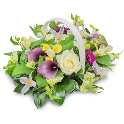 A tranquil funeral flower arrangement is displayed in a pale woven basket, its soft, off-white colour and arched handle framing a small garden of carefully chosen blooms. The basket sits on a white surface, casting a faint shadow that anchors it in the otherwise bright, uncluttered background. Dominating the centre is a creamy white rose, its petals layered in a perfect spiral that suggests innocence, remembrance, and calm. On either side, two deep purple calla lilies rise in elegant, trumpet-shaped curves, the intensity of their colour bringing a sense of depth and reverence, like the quiet atmosphere of a service in one of Stanmore's local churches or chapels. Threaded through the arrangement are soft lavender and pale lilac clematis flowers, their star-shaped petals and tiny yellow centres adding a touch of delicacy and light. Small, trumpet-like yellow blooms-reminiscent of alstroemeria or freesia-are tucked between the greens, offering subtle fragrance and cheerful highlights that gently lift the mood. On the right, a single magenta gerbera daisy pushes slightly forward, its bold, radiating petals standing out as a symbolic celebration of life amid the more muted funeral tones. The flowers are set in a generous nest of lush green foliage, including broad, glossy leaves and airy sprigs of lighter green that create a rounded, full silhouette. The composition feels balanced and intentional, showing the artistry of an experienced florist used to creating tributes for families around Stanmore, Canons Park, and the surrounding streets. The arrangement conveys comfort, gratitude, and quiet strength, suitable for placing beside a casket, on a memory table, or as a condolence gift delivered to someone in mourning.