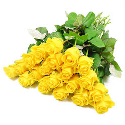 Spread across a pristine white background, around twenty-four yellow roses form a tranquil, almost meditative display. The blooms are gathered densely at one end, then gradually fan outward, allowing each flower to be seen clearly. Petals in shades of warm butter and deep marigold fold over one another in gentle spirals, some still held close in bud form, others easing open to reveal the full complexity of their layered hearts. The studio lighting is soft yet bright enough to emphasise the smooth, velvety texture of the petals, which seem to glow gently against the surrounding white. Dark green leaves thread through the arrangement, their edges slightly serrated and surfaces glossy, creating a rich contrast that anchors the vivid yellow. At the edge of the image, long, light green stems stretch calmly away, indicating a freshly gathered bouquet that might be tied and wrapped for delivery. The overall effect is one of quiet reassurance and understated elegance, ideal for sympathy flowers when bold colours might feel intrusive. In Stanmore, one could imagine this arrangement prepared by Flower Delivery Stanmore and sent to a family home near Canons Park or along Marsh Lane, bringing a message of remembrance, gratitude, and enduring friendship. The clean simplicity of the white background removes any sense of clutter, allowing the roses themselves to carry the emotional weight, making this image a fitting representation for funeral tributes, condolence bouquets, or thoughtful messages of support.