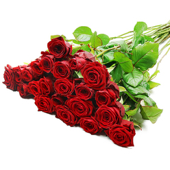 A dramatic cascade of fresh red roses fills this image, arranged in a diagonal sweep across a clean white background that makes every detail of the bouquet stand out. On the left, approximately two to three dozen roses are clustered closely together, their deep crimson petals overlapping in lush layers that suggest both luxury and intimacy. Each bloom appears newly opened, with the innermost petals still slightly furled, creating a spiral effect that draws the eye inward. The red tones are rich and velvety, reminiscent of the kind of romantic surprises often ordered for delivery to homes near Stanmore station or the leafy avenues around Stanmore Country Park. Dark green leaves are woven generously through the cluster, their glossy surfaces and slightly serrated edges adding texture and freshness. The long, sturdy stems extend diagonally to the right, revealing a few natural thorns that tell of the roses' garden origins and premium quality. Bright, even studio lighting illuminates the entire bouquet, highlighting the subtle variations in shade across the petals and the delicate curves at their edges, while leaving soft shadows that add depth and form. The stark white background strips away any distraction, allowing the vivid red and green tones to dominate, creating a powerful visual statement. This bouquet feels both classic and indulgent, ideal for expressing deep affection, celebrating a milestone anniversary, or sending a passionate message to someone special in Stanmore, Belmont, or the nearby residential streets. It captures the essence of timeless romance through simple, beautifully crafted red roses.