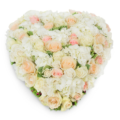 From a slightly elevated, overhead perspective against a clean white field, this heart-shaped floral composition reads as a study in gentle tones and meticulous craft. At its foundation, lush clusters of snowy white hydrangea create a soft, voluminous platform whose densely packed florets suggest the comforting texture of a down-filled cushion. Layered into that cloud-like base are dozens of roses - some tight as secrets, others opened to reveal layered, velvety centers - their colours graduating from creamy ivory through pale peach to a restrained blush pink that warms the arrangement without overwhelming its serenity. Wisps of deep green variegated foliage slip between the petals, providing delicate contrast and a sense of botanical freshness that would smell faintly of green stems and morning dew. The heart shape is precisely formed yet retains an organic, human touch: slight irregularities in bloom placement reveal hand-worked care by an experienced florist. A soft shadow beneath the design highlights its three-dimensional structure and the density of fresh-cut material. Emotionally the piece reads as compassionate and composed, ideal for marking a memorial, funeral, anniversary, or a quiet wedding vow; it carries the message of steadfast love, peaceful remembrance, and tender sympathy. Locally prepared and familiar to Stanmore homes and venues near Stanmore Station and the Broadway, this arrangement suggests both the quiet dignity of a tribute and the warmth of a neighbourhood florist who understands when to choose soothing pastels and classical form.