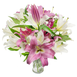 This abundant bouquet of oriental lilies presents a harmonious duet of pristine white and bold fuchsia, expertly arranged in a clear glass vase so the viewer can see the trimmed stems and clean water below. The white lilies are a soft, creamy off-white, some with a faint yellow-green tint at their throats that draws the eye inward; the pink to magenta lilies have velvety petals with subtle veins and occasionally a pale, creamy centre that brightens each bloom. Several flowers are fully open, revealing star-like petal spreads and prominent stamens with delicate anthers dusted faintly in pollen, while other blooms remain elegantly furled as tight buds-proof of freshness and days of unfolding beauty ahead. Dark, lance-shaped foliage fans through the composition, its deep green offering contrast and structural rhythm against the bright petals. The lighting is bright and even, set against a crisp white background that intensifies the colours and showcases petal texture and sheen. There is an implied fragrance-lightly sweet and evocative of spring-that complements the visual richness. As a trusted local touch, Flower Delivery Stanmore often prepares this style of bouquet for celebrations around Bentley Priory and Stanmore Common, noting its suitability for anniversaries, congratulations, or as a refined sympathy tribute. The piece reads as both luxurious and approachable: a statement of floral craftsmanship that will sit gracefully on a hall table or bedside cabinet, inviting admiration while promising several days of bloom and scent in a well-lit room.