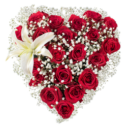 A composed heart of flowers rests against a pure white backdrop, its message immediate and tender: dozens of deep red roses, each with velvety petals unfurling at different stages, form the dense, passionate core of the shape. Interwoven throughout and haloing the edges are soft clouds of white baby's breath (Gypsophila), their tiny star-like florets creating a delicate filigree that lightens the composition and adds an ethereal breath between the larger blooms. Nestled in the upper-left arc, a single white lily opens with sculptural grace; its broad petals are pristine with a subtle creamy tint at the base and warm yellow stamens at the center that lend a faint, sweet perfume when near. The controlled studio lighting reveals the roses' rich depth and the lily's smooth sheen, while slight shadowing between blooms emphasizes the heart's three-dimensional form and skilled craftsmanship. There is a pleasing textural dialogue here-the dense, plush roses against the airy gypsophila and the waxy lily-each element chosen to heighten emotion without overwhelming. This design feels like something made in a neighbourhood shop near Stanmore Common or the High Street, where florists know which stems hold longest and how to balance scent and form for local deliveries. It is ideal for conveying devotion on anniversaries, romantic gestures, or as a solemn, elegant tribute, every petal arranged with practised care and an eye for lasting beauty.