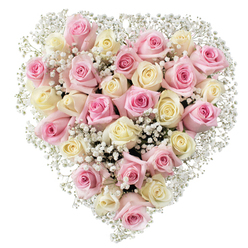This beautifully composed heart-shaped floral tribute reflects the careful artistry and warmth that Stanmore's florists are known for. Gathering about thirty-five roses in soft blush pink and creamy shades, the arrangement balances classic romance and gentle elegance. Each rose is thoughtfully chosen for its stage of bloom, ranging from tightly curled buds to fully opened blossoms, with velvety petals revealing intricate textures. Wispy stems of white baby's breath intertwine with the roses, lending a featherlight, ethereal quality that lightens the heart's silhouette, reminiscent of a spring morning stroll through Stanmore's leafy streets. The creamy roses, some with hints of pale yellow, provide a lovely contrast to the tender pinks, creating a soft gradient that glows beneath the crisp, balanced lighting. The entire arrangement sits against a spotless white background, highlighting the precision with which it has been crafted. This bouquet evokes a sense of peace, comfort, and enduring love, making it perfect for occasions both joyous and solemn in Stanmore-whether for anniversaries, Valentine's Day, heartfelt farewells, or moments of loving remembrance. The overall impression is one of thoughtful gratitude and sincerity, capturing the spirit of Stanmore's close-knit community and the gentle expertise of its florists.