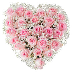 Close enough to breathe in, this heart-shaped bouquet is a study in soft pink rose tones and delicate texture: dozens of pastel roses - from barely-there blush at the petal edges to warmer, deeper pinks toward their centres - are packed tightly to form a lush, symmetrical heart against a pure white background. The roses display varied stages of bloom, some neat, tight buds promising future fullness, others partially opened to reveal spiralling layers of satiny petals; together they create a tactile landscape of rounded forms and gentle shadows. Scattered throughout and framing the heart are innumerable sprigs of white baby's breath (Gypsophila), their tiny blossoms like dustings of cloud that brighten the pinks and give the design a light, lace-like lift. The bright, even lighting in the photograph draws out the freshness of each stem and the subtle veins on the petals, while the simplicity of the backdrop lets the arrangement's tenderness speak clearly. This composition feels intimate and reverent, ideal for occasions that honour love and memory, from weddings and engagements to quiet anniversaries. As a local Stanmore florist, Flower Delivery Stanmore often prepares such hearts for delivery to addresses around Bentley Priory and the area near Stanmore tube station, where residents appreciate a thoughtful, understated statement of affection. The scent is quietly floral rather than heady, the finish immaculate - a believable, heartfelt emblem of devotion crafted with steady hands and love.