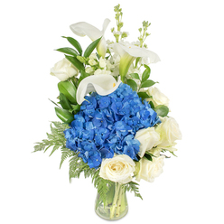 This refined floral creation stands tall in a simple clear glass vase, photographed on a pure white background so each bloom reads crisply. The composition is anchored by a dense, plush dome of vivid blue hydrangeas-rounded, almost cushion-like, their clustered petals giving a cool, velveteen texture that invites the fingertips. Encircling and supporting that central mass are several creamy white roses, their petals unfolding in soft spirals that bring a classic, comforting scent to the arrangement. Above the main volume, several white calla lilies extend with graceful, trumpet-shaped forms, their smooth curves reflecting light like porcelain and introducing a calm vertical silhouette. Among them, delicate white snapdragon or stock spikes add a lively, architectural note and a delicate garden feel. A generous spray of glossy dark green foliage (likely salal or lemon leaf) provides contrast and depth, while light, airy fern fronds trail downward to soften the profile and suggest movement. The vase reveals clean-cut stems and clear water, a deliberate touch that speaks to freshness and professional handling. The palette of cool blue, pure white, and rich green feels peaceful and composed-appropriate for moments of remembrance, a thoughtful anniversary, or as an elegant centrepiece at a small gathering. As a locally prepared bouquet for Stanmore residents, it reflects the understated elegance we often provide for deliveries across Stanmore Broadway and nearby Harrow streets, blending botanical craftsmanship with gentle emotional intent.
