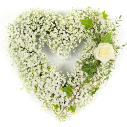 A pristine heart-shaped floral tribute, densely composed of countless tiny white gypsophila, sits against a stark white backdrop with a cloud-like softness that invites close, contemplative looking. The many minute blossoms form a voluminous, seamless heart whose texture reads as both fragile and resolute; light plays on the surface to reveal subtle shadows between petals, creating depth across the rounded form. Tucked into the upper right curve, a solitary cream-white rose becomes the arrangement's focal point - its petals curled inward in a tender spiral, a luminous centre hinting at pale yellow-green underneath. Woven around and beneath the rose are rich, glossy ivy leaves whose dark, lobed shapes offer a formal, grounding contrast, while pale green, narrow eucalyptus-like sprigs sweep diagonally down the right side, lending feathery movement and soft, aromatic undertones. The restrained palette of white, cream and green reads as a symbol of innocence, remembrance and peace; the overall effect is serene and consoling. This is a design we regularly prepare for funerals and memorials in Stanmore, whether placed at All Saints Church on Stanmore Broadway or delivered to local family homes and chapels, and at Flower Delivery Stanmore we pay close attention to the crisp lighting and sculptural balance that make this tribute feel both timeless and gently personal.