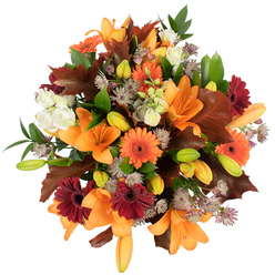A glorious crescendo of autumn colour captured close-up, as if the late sun of Stanmore Hill had been folded into petals. The composition is dominated by broad, fully opened orange Asiatic lilies whose elegant, trumpet-shaped flowers radiate warmth; between them, tightly closed buds in soft green and pale orange add promise and depth. Bright orange Gerbera daisies and their deep burgundy counterparts punctuate the bouquet with joyful, sun-like faces, while delicate creamy-white lisianthus lend moments of calm with their ruffled, layered petals. Fine, star-shaped clusters of Astrantia in lavender and muted purple thread through the mix, offering a filigree of texture that makes the arrangement feel hand-stitched. Large, chestnut-hued oak leaves with clear lobed edges evoke recent walks in Canons Park or along Marsh Lane, nodding to the season's turning. Fresh green leaves and slim stems tuck the blooms together into a dense, rounded silhouette that reads as abundant and lovingly crafted. Photographed against a pristine white background under bright lighting, the colours sing - from the molten orange lilies to the deep garnet gerberas - and the tactile contrasts are easy to imagine: silky petals, papery oak leaves and the cool snap of green stems. This bouquet carries a warm, celebratory mood: perfect for a harvest table in a Stanmore home, an autumn birthday, or to bring autumn's glow indoors as a thoughtful, seasonal gift.