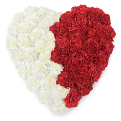 Aerially composed and richly textured, this heart-shaped floral piece is built entirely from tightly packed carnations, the left side rendered in soft, creamy white blooms and the right in saturated, ruby-red carnations. The white carnations present a cloudlike surface of gently ruffled petals, each bloom's frilled edges forming a layered tapestry that reflects a cool, steady light; the red side absorbs that light with depth, giving the composition a sense of weight and warmth. The vertical seam between them is organic rather than mechanical, a slightly undulating line where petals nuzzle one another, creating a visual dialogue between calm and passion. Photographed on a stark white background so every fold and shadow reads clearly, the arrangement feels both intimate and emblematic - suitable for a tender funeral tribute, a commemorative civic display by the local community near Stanmore tube, or a ceremonial installation at Bentley Priory. As a florist who understands Stanmore's rhythm from Stanmore Broadway to Canons Park, I approach such pieces with an emphasis on texture and longevity: carnation heads are densely wired and nestled to keep the heart unified and plush, while the scent remains quietly floral and comforting rather than overpowering. Flower Delivery Stanmore sometimes prepares similar designs for national days or remembrance services, where the simple dual palette - white for reverence, red for devotion - communicates complex emotion without words. The result is a striking, compassionate emblem that reads clearly in photographs and lends solace in person.