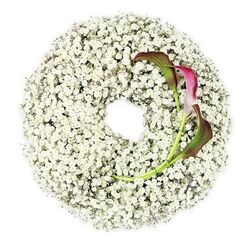 This image presents a serene circular wreath, photographed from above so that its form and texture are clearly defined. The entire ring is woven from dense clusters of Baby's Breath, the gypsophila blossoms arranged in such abundance that they appear like a soft, white cloud encircling a calm, empty center. The tiny flowers are crisp and bright, each one a miniature star with fine petals radiating from delicate stems, creating a feathery yet full surface. The central hollow is perfectly round, allowing the eye to rest on a quiet pool of white space, symbolic of reflection or a loved one's memory. Against this gentle background, two calla lilies sit at the lower right edge, offering a rich, dramatic accent. Their trumpet-like blooms display a gradient of colour: deep burgundy at the throat, easing through tones of magenta before softening to a muted green where the petals meet the stems. The petals curl in smooth, sleek lines with a subtle sheen, contrasting with the frothy texture of the Baby's Breath. Their green stems curve confidently toward the center of the wreath, anchored among the tiny white blossoms. The entire arrangement is set against a pure white backdrop with even lighting, so every curve and floret is clearly visible without harsh shadows. The result is a wreath that feels both contemporary and timeless, ideal for a funeral or remembrance service in Stanmore. It suggests the quiet, tree-lined avenues and peaceful atmosphere of the area, reflecting the calm support that local florists aim to provide for families during moments of loss.