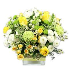 A lush, rounded bouquet of flowers in cheerful yellows, clean whites, and refreshing greens sits proudly in a low, square glass vase, photographed against a simple white background so every detail is clearly visible, much like a display you might see in a Stanmore living room flooded with natural light. Dominating the composition are large yellow roses, their petals unfurling in smooth, velvety layers, some fully open and others still in charming bud form. These are closely accompanied by dainty yellow spray roses, packed with miniature blooms that fill the spaces and add a sense of abundance. Between the roses, white pompom chrysanthemums appear as compact spheres of tightly packed petals, their round shapes softening the overall look. Bright lime-green button chrysanthemums add striking pops of contemporary colour, dotted evenly through the arrangement, while paler green, frilled blooms-similar to decorative carnations or green mums-provide gentle, ruffled texture and expand the bouquet's shape. The flowers emerge from a rich bed of greenery, including broad, variegated leaves with creamy edges that catch the light, and darker, feathery filler greens that draw the eye inward. Tiny, star-like white filler flowers peek out from between the larger blooms, suggesting delicate movement and lightness. The clear glass vase, modern and minimalist, showcases the stems inside and is wrapped mid-way with a band of rustic, woven fibre, topped by a bright lime-green ribbon that echoes the bouquet's lively tones. Crafted with the steady hand of an experienced florist, this arrangement feels uplifting yet calm, ideal for sending a thoughtful "get well" wish, marking a new home near Stanmore station, or brightening an office along The Broadway with a touch of local floral beauty.
