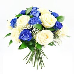A serene bouquet of blue and cream roses appears against a stark white backdrop, the arrangement carefully composed in a round, symmetrical dome that suggests both elegance and restraint. About a dozen deep sapphire blue roses are interspersed evenly among an equal number of creamy ivory roses, the colours alternating in a gentle rhythm that feels particularly suited to moments of remembrance in Stanmore's peaceful neighbourhoods. The blue petals are rich and velvety, with subtle shading that deepens toward the centre of each bloom, while the cream roses unfurl in smooth, layered spirals that catch the light softly, almost glowing at their edges. Fine sprays of white baby's breath slip between the larger blooms, their countless tiny flowers adding delicacy and a sense of softness, like a light mist resting over the roses. Around the base, dark green foliage peeks out, providing a fresh, leafy contrast that grounds the cooler tones of the bouquet. The hand-tied stems extend neatly beneath the flowers, aligned and bound, hinting at the skilled hands that gathered them in a Stanmore flower shop before they were prepared for delivery to a family home or service. The lighting is bright and neutral, without harsh shadows, bringing out every contour and curve of the petals and underscoring the bouquet's freshly cut appearance. Together, the blue and cream roses, airy gypsophila, and lush greenery create a tranquil, dignified expression of sympathy and support, suitable for sending condolences and quiet comfort throughout Stanmore and nearby areas.