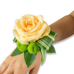 Displayed against a clean white field, this wrist corsage is an elegant study in contrast and soft colour, worn on the inner forearm of a person with light to medium skin tone. A single large rose, its petals a delicate peach-apricot, opens fully at the centre, creating a warm, tactile focal point that seems to glow in the gentle light. Below and slightly left of the rose two lime-green button chrysanthemums nestle closely, their dense, cheerful pom-pom forms bringing a lively, almost playful texture beside the rose's smooth layers. Beneath the blooms, several broad, deep-green leaves - likely salal or ruscus - provide a verdant bed and a structured silhouette, their waxy sheen catching hints of reflection. A long variegated leaf, striped with soft cream and green, is expertly folded and curled to arc gracefully from the rose toward the wrist's outer edge, offering a refined architectural sweep that modernises the piece. The fastening is discreet, the supporting band hidden beneath foliage so the flowers appear to float on the skin, ready for close photographs or a procession from a Stanmore church to a nearby reception. Scent is understated, a whisper of rose and fresh-cut foliage; texture ranges from velvety petals to the tactile cheer of Chrysanthemum buttons. As a local florist reflecting on design, this corsage balances romance and contemporary detail - an ideal wearable for proms, intimate weddings by Stanmore Hill, or celebratory gatherings along The Broadway.