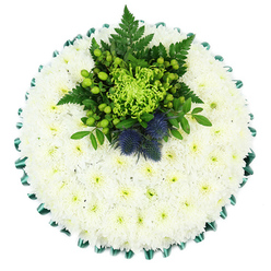 This photograph captures a circular sympathy tribute from directly above, displayed on a pure white background that lets the flowers tell the entire story. The main body of the cushion is created from hundreds of white spray chrysanthemums, clustered side by side until they resemble a downy blanket of petals. Each bloom is fully open, its crisp white petals arranged around a soft, pale green centre, together forming a gentle, luminous surface that feels soothing rather than stark. Along the outer rim, an emerald green satin ribbon is neatly pleated into scallops, the fabric's subtle sheen adding structure and a refined finish, as if the tribute has been carefully framed. At the top of the circle, a vibrant cluster of greenery and feature blooms provides a clear focal point. A lime-green spider chrysanthemum bursts from the centre, its slim, curling petals splayed like fine threads, surrounded by bright, apple-green Hypericum berries and small green mums that build layers of rounded shapes. Darker foliage and airy fern fronds create a rich background, their textures softening the design. Rising above this green bed are two bold Scottish thistles, their distinctive, spiky globes tinted in cool blue-purple tones, giving the arrangement a touch of heritage and quiet strength. The finished tribute feels calm, dignified, and subtly personal, well suited to memorial services in Stanmore's churches or at the nearby crematorium. It is easy to imagine a family choosing this design for its blend of traditional white sympathy flowers and meaningful accents, reassuringly crafted by a florist who knows the local community well.