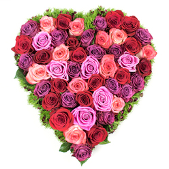 A meticulous, heart-shaped tribute captured from above, made almost entirely of tight, fully bloomed roses in a lavish spectrum - deep burgundy and carmine reds, softened by blush and coral pinks, punctuated with striking fuchsia and magenta, and threaded through with pale lavender, mauve and plum for shadowed richness. The roses are packed edge to edge so the heart reads as a continuous, velvety field of petals; each bloom's layered, satiny textures and gently unfurling centers suggest freshness and careful handling. Encircling the heart is a narrow skirt of fine, dark-green foliage and moss-like material that subtly peeks between heads, providing definition and a cool, natural contrast that brightens the composition. The overall effect is tactile and fragrant in the mind's eye - a soft, rose-sweet perfume that would linger in a small Stanmore workshop on a damp morning by Bentley Priory. Prepared with local care at Flower Delivery Stanmore, this piece translates easily between celebration and solace: a romantic centrepiece for Valentine's or an arresting memorial for a chapel or graveside service. I picture it set on a white linen drape on the High Street, or carried in to a quiet family room after a wake, its colours communicating passion, tenderness and reverence in equal measure. The workmanship is deliberate and thoughtful, the colouring harmonised so every hue flows into the next while the heart shape remains unmistakably whole.