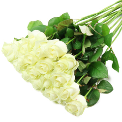 An elegant line of fresh white roses stretches diagonally across a stark white surface, creating a peaceful, almost timeless composition that feels right at home in a Stanmore flower shop. The bulk of the blooms rests in the lower left of the frame, where around two dozen roses are nestled close together, their petals overlapping in a soft, abundant cluster. Each bloom is perfectly formed, with tightly wound centres gradually unfolding into layered, velvety petals that glow gently under bright, diffused lighting. The colour palette is calm and refined: creamy white petals carry a hint of ivory or pale buttercream at their cores, while a slight touch of green at the base of some outer petals signals just-cut freshness, like stems selected early in the morning for same-day delivery around Stanmore, Belmont, and nearby streets. From this full, luxurious mass of flower heads, long, sturdy stems sweep diagonally up towards the right. Their deep, cool green provides a strong contrast to the pale flowers and the clean background. Along the stems, healthy foliage fans out in clusters-leaves in varying shades of rich green, some with a subtle reddish tint along the edges or undersides, creating depth and visual interest. There is no vase, ribbon, or wrapping visible, so the viewer is invited to appreciate the natural structure of the bouquet: stems aligned, leaves arranged, blooms gathered, as if paused midway through the florist's hands. The mood is gentle and contemplative, perfect for imagining this bouquet as a bridal armful, a serene sympathy tribute, or a quiet, loving message sent to a family home off Marsh Lane or near Canons Park station.