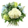 A full, rounded bouquet of hydrangeas and greenery stands out clearly against a pure white background, its cool palette of whites, blues, and greens radiating a sense of calm. In the centre sits a large, cloud-like dome of creamy white hydrangeas, the countless small blossoms grouped so tightly they form a plush, cushiony shape. Surrounding this focal point, soft sky blue hydrangea clusters spread to the upper left and right, their petals gently ruffled and overlapping like ripples across a clear pond in nearby Canons Park. Between the blue blooms, delicate heads of pale lime and light green hydrangeas appear, injecting a fresh, zesty note that calls to mind new spring foliage across Stanmore's tree-lined streets. The arrangement is framed by plentiful greenery: silvery-green eucalyptus leaves, rounded and slightly matte, extend elegantly from the bouquet, highlighting the sophistication of the design, while darker, glossy foliage fills the gaps, adding texture and depth. The stems, long and natural, are neatly gathered and tied at the base, showing the careful hand-tied work typical of an attentive local florist. Gentle, even lighting bathes the entire piece, softening shadows and making the petals appear almost translucent in places. This bouquet feels versatile yet refined-well suited as a thoughtful gift for a Stanmore neighbour, a centrepiece for a family celebration, or an elegant arrangement to express sympathy. Its understated colour harmony offers a quiet, enduring beauty that blends easily into both traditional and contemporary homes around HA7.