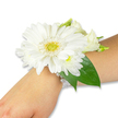 A pristine white wrist corsage rests on the inner forearm of a person with fair to light skin, set against a clean white backdrop that puts every detail in quiet focus. The centerpiece is a single, large white Gerbera daisy whose crisp petals fan outward like finely cut silk, surrounding a textured yellow-green disc that catches the light with a soft, dewy glow. Around this dominant bloom, clusters of small, fluffy white chrysanthemum-like flowers nestle closely, their rounded forms adding a cloud-soft texture and gentle volume. Interspersed among them are creamy white lisianthus buds and partially opened blossoms, their petal edges curled in delicate layers that lend an elegant, romantic softness. Deep green foliage-broad, glossy leaves similar to salal or Ruscus-frames the cluster, forming a rich emerald backdrop that makes the whites read as luminous and pure. The blooms are fastened to the wrist by a refined band of multiple strands of luminous white faux pearls; the pearls hug the skin with a subtle sheen, giving the piece a vintage, bridal sensibility. Soft studio lighting emphasizes the petals' velvety surface and the slight shadow between layers, while an almost grassy, fresh scent seems imaginable from the tightly arranged stems. This wearable bouquet, suitable for prom, wedding parties, or graduations, feels both classic and intimate: a small, living keepsake that speaks of purity, celebration, and careful florist craft. The composition highlights freshness and balanced proportion, the kind of design a local florist might assemble for a bride or mother of the bride on a calm morning before a ceremony.