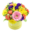 A charming hatbox flower arrangement bursts with mixed colours, capturing the spirit of a happy celebration in Stanmore. The flowers are arranged in a full, dome-shaped cluster that rises from a light lime green round hatbox-style container, decorated with soft pastel blue and white polka dots that make it look instantly like a thoughtful gift. From this playful base, the blooms create a lively tapestry of hues and textures. At the front, a striking bright pink gerbera daisy draws attention, its flat, evenly spaced petals surrounding a pale green centre that gives a fresh, youthful touch. Around it, generous sprays of yellow daisies or small chrysanthemums brighten the composition, their small, sunny faces conveying warmth and optimism. Weaving through these are coral and orange carnations, their frilled, multi-layered petals adding a soft, plush texture and a deeper, more mellow note to the palette. Highlights of deep indigo and rich purple lisianthus are scattered thoughtfully throughout, their smooth, gently curling petals introducing an elegant contrast, like the deep tones of an evening sky above Stanmore's quiet residential streets. Sprigs of fresh green foliage, including some leaves edged with lighter tones, tuck between the blooms, enhancing the arrangement's lush, abundant feel. The whole bouquet is photographed against a pure white background, which makes the colours appear even more vivid and the shapes clean and defined. This radiant hatbox design would make a lovely birthday surprise, a cheerful get-well gift, or a bright thank-you gesture for same-day delivery around Stanmore, bringing a burst of colour and a sense of joyful care to any room.