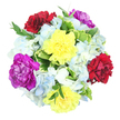 Against a clean white background and viewed from directly above, this mixed bouquet forms a generous, almost perfectly circular display of colour, as if carefully composed on the workbench of a Stanmore florist just before heading out for same-day delivery. At the heart of the arrangement are six prominent carnations, their ruffled petals giving a sense of fullness and movement. Two bright yellow carnations seem to shine from within, their layered petals softly overlapping like rays of light, bringing an immediate feeling of cheer and optimism. Two deep burgundy-red carnations sit nearby, their rich, velvety tones adding a layer of romance and sincerity, reminiscent of a quiet evening stroll through Stanmore's tree-lined streets. Balancing the palette, two vibrant magenta-purple carnations offer a regal, expressive splash of colour, lending the design a stylish flair well suited to celebrations and special occasions. Cradling and connecting these focal blooms are multiple clusters of hydrangeas in gentle light blue and creamy white. Each hydrangea head is made up of many small, delicate petals, together forming cloud-like mounds that give the bouquet a soft, airy texture, like a cool breeze drifting over nearby open spaces. Threaded throughout, fresh green foliage contributes contrast and depth: some leaves are broad and beautifully variegated, with bright green centres and pale, creamy margins, while others are narrower and darker, creating fine lines of structure between the flowers. The lighting is bright and natural, revealing the subtle curves of each petal and the fresh sheen on the leaves, making the arrangement look newly created and brimming with life. This bouquet visually communicates happiness, gratitude, and gentle celebration, ideal for brightening homes, offices, and gatherings throughout Stanmore.
