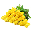 This photograph captures a serene, horizontal spray of yellow roses, placed carefully on a white background that draws all attention to their soft colour and form. About 24 blooms cluster together, creating the impression of a freshly gathered sympathy bouquet prepared by a skilled Stanmore florist. The roses vary subtly in openness: some are still tight and structured, with flawless spirals at their core, while others reveal more of their hearts, their petals unfurling in soft, overlapping layers that give a sense of fullness and depth. The yellow is bright and consistent, yet tempered by the gentle, even light that bathes the scene, evoking feelings of comfort and quiet hope rather than exuberance. Between the blooms, rich green foliage appears in small clusters, the leaves' slightly glossy surfaces and defined veins contrasting beautifully with the smooth, velvety petals. Strong stems can be glimpsed beneath the heads, aligned in the same direction, a few carrying small thorns that underscore the authenticity of the flowers. There are no visible ribbons, vases, or decorative elements-only the roses and their greenery against a blank backdrop-creating a peaceful, uncluttered composition. The overall impression is one of calm respect, making this arrangement perfectly fitting for a funeral tribute at a local church, a memorial near Stanmore Golf Club, or a thoughtful sympathy delivery to a family home. It feels like a quiet, heartfelt offering of light in a time of loss, speaking softly when words feel too heavy.