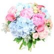 Captured against a crisp, white background, this sumptuous bouquet radiates softness and joy, as if it has gathered the light and air of a gentle spring day in Stanmore. The design is rounded and full, anchored by generous mounds of blue hydrangeas whose many tiny petals cluster into pillowy, cloud-like forms. Between these cool-toned domes, lush pink peonies unfold in layers, their ruffled petals shifting from delicate blush to cheerful candyfloss pink, evoking a sense of romance and celebration. Reaching gracefully up through the centre, coral-pink calla lilies curve into sleek trumpets, their smooth, sculptural shapes introducing a modern, almost architectural element that contrasts with the softness around them. Scattered among the larger flowers are petite roses in blush and warm cream, forming small, intricate spirals that add detail and a classic, garden-rose elegance. Silvery-green dusty miller, with its velvety, slightly frosted leaves, mingles with deeper green foliage, creating a cool contrast much like early morning shade along Stanmore's quieter lanes. The stems are tightly gathered at the base, suggesting a freshly finished hand-tied bouquet that could be delivered to a local home, a birthday gathering, or a wedding preparation room. The overall feeling is one of calm happiness and hopeful new beginnings, as though this arrangement has been crafted to mark life's cherished milestones-a bouquet perfectly at ease brightening a living room, gracing a registrar's table, or welcoming guests to a family celebration anywhere in and around Stanmore.