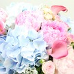The bouquet in this image is shown in a close, immersive view, its flowers gathered so tightly within the frame that you see nothing but petals, colour, and texture-a moment of pure floral abundance that could easily have been created for a special event in Stanmore. Dominating the central and upper right areas are large, lush pink peonies, their petals layered in soft, ruffled tiers. The colour blends gracefully from a light, almost cotton-candy blush at the periphery into deeper rose-pink tones at the heart, where the petals curl more closely together, giving each bloom a plush, cushion-like appearance. Along the left side and spilling into the lower centre, you notice full, rounded clusters of sky-blue hydrangea, composed of many tiny four-petalled florets that merge into puffy, cloud-like domes, introducing a cool, calming contrast reminiscent of clear skies over Stanmore's open green spaces. Threading their way elegantly between peony and hydrangea are trumpet-shaped calla lilies in a stronger, fuchsia-tinted pink; one prominent lily curves at the upper right, its smooth, waxy surface catching the soft light, while another peeks partially from the far left, hinting at graceful movement. Tucked in among these star blooms are smaller blush garden roses, some closed in neat buds, others just beginning to open, suggesting delicacy, sweetness, and a gentle fragrance. Sprigs of silvery-green foliage-probably eucalyptus or dusty miller-appear intermittently, their muted green and velvety texture adding depth and a slightly wild, garden-inspired touch. Bathed in diffused, flattering light, the entire bouquet looks freshly arranged and ready to convey love, gratitude, or celebration to homes and venues throughout Stanmore.
