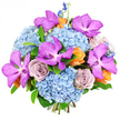 Set against a bright white background, this lush bouquet looks like a contemporary floral artwork, its colours shining with clarity as though just delivered to a Stanmore doorstep. At its core are large masses of sky-blue hydrangeas, their many small blossoms tightly packed into rounded, cushiony clusters that give the arrangement a soft and abundant base. Sitting prominently amongst them, eye-catching Vanda orchids in vivid magenta-purple unfold their broad petals, each flower patterned with darker speckles that add depth and a sense of refinement. Nestled between these statement blooms are fully opened roses in a gentle lavender-grey, their spiralling centres lending a touch of antique charm and quiet romance. For warmth and contrast, smaller roses in peach and pale orange are scattered here and there, glowing like tiny embers and evoking the cosy feel of gathering with loved ones in Stanmore homes near Belmont Circle or along The Broadway. From the upper edges, slender spires of deep indigo delphinium extend upwards, bringing a graceful height and a slightly wild, garden-inspired feel. Subtle green foliage peeks through the flowers, highlighting their colours while maintaining a neat, polished silhouette. The combination of cool hydrangea blues and vivid purples with the soft peach and mauve tones creates a rich, balanced palette that suggests celebration and thoughtful luxury. Captured in even, shadow-free light, every petal, curve, and texture is easy to imagine, making this bouquet perfectly suited for birthdays, promotions, or heartfelt thank-you gestures delivered across Stanmore with the skilled touch of a dedicated local florist.