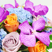 Captured from a high viewpoint and set against a pure white backdrop, this bouquet appears as a richly coloured island of flowers, crafted with the understated sophistication often associated with Stanmore homes and events. At its heart, several large Vanda orchids in intense fuchsia and magenta take centre stage, their broad petals beautifully veined with fine white lattice patterns that give them a textured, almost woven look. Surrounding and supporting these striking blooms are generous clusters of light blue hydrangeas, each made up of countless tiny petals that together form a soft, cloud-like mass, adding volume and a calming coolness to the design. Woven into this blue cushion are roses that introduce vivid contrast and gentle romance: a standout bright orange rose near the lower left, its petals neatly layered and glowing with warm energy, and a lavender or dusty mauve rose, compact and densely petalled, bringing in a quieter, more nostalgic tone. Subtle touches of bright green foliage peek between the blossoms, adding freshness and a hint of the outdoors, reminiscent of the greenery around Stanmore's leafy residential streets or the paths through Stanmore Country Park. The arrangement is tight, full, and intentionally abundant, with each flower placed close to its neighbour to create a sense of continuous colour and texture. Soft, even lighting highlights the velvety surface of the orchids, the silky curves of the roses, and the feathery look of the hydrangeas. This bouquet feels ideal for a refined celebration-perhaps a milestone birthday, engagement, or family gathering-delivered to a Stanmore address as a luxurious and uplifting expression of joy.