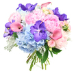 Set against a crisp white background, this round, luxurious bouquet glows with the soft romance and quiet sophistication that suits Stanmore's tranquil streets. At the centre, large, fluffy light-pink peonies open generously, each bloom a swirl of ruffled petals that create a sense of depth and airy volume, like a handful of silk tulle gathered in the palm. Surrounding them, sky-blue hydrangeas form a plush, cloud-like ring, their many tiny blossoms combining into rounded clusters that lend the bouquet structure and a soothing coolness. Throughout the arrangement, rich violet Vanda orchids pop out boldly, their flat, open blooms and intricate speckled patterns adding vivid colour and an exotic flair that feels modern and eye-catching. Threaded between these focal flowers are graceful calla lilies in rosy and peach-pink tones, their smooth, trumpet-shaped petals and curved stems giving the design elegant, flowing lines that contrast beautifully with the more textured peonies and hydrangeas. Smaller pale pink spray roses, some tightly closed and others beginning to unfurl, tuck gently between the larger flowers, providing delicate detail and a classic romantic feel. Around the edges and within the bouquet, fresh green leaves and distinctive silvery-grey Dusty Miller foliage add layers of texture and depth, the velvety, lobed leaves giving a cool, frosted touch that enhances the pastel palette. The stems are neatly gathered and tied at the bottom, as if the bouquet has just been finished at Flower Delivery Stanmore, ready to be carried to a ceremony near Bentley Priory Museum or delivered to a birthday celebration close to Stanmore Hill. The overall impression is of tender elegance, joy, and thoughtfully balanced colour, perfect for weddings, anniversaries, or any moment that calls for a beautifully expressive floral gift.