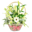 A light brown wicker basket, rustic yet neatly finished, is placed against a clean white background, overflowing with a serene mix of white and green flowers that immediately conjure the calm, leafy atmosphere of Stanmore's residential streets. The basket's arched handle gently frames the display, while a red and white gingham bow is tied snugly at the base, introducing a charming, country-inspired detail that softens the overall look. Taller lily buds rise from the centre, their smooth petals mostly closed in shades of creamy white with delicate green undertones, as if poised to open slowly over the coming days. Surrounding these are open white gerbera daisies, their crisp, evenly spaced petals arranged around dark, velvety centres that lend weight and contrast. Nestled between them, small clusters of lisianthus in white and pale green offer a multi-layered, ruffled texture, reminiscent of small roses freshly cut from a cottage garden. A single white calla lily sweeps through the foliage, its sleek trumpet form adding a touch of contemporary elegance amid the more traditional shapes. Fine, spiky chrysanthemum-style sprays in white and green peek out between the larger flowers, giving the design a sense of fullness and life. The arrangement is anchored by a generous base of greenery: round eucalyptus leaves in a muted blue-green, broad, glossy dark green leaves, and light variegated foliage with creamy edges, some of which gently spill over the basket's rim. The overall palette of cool whites and greens glows softly against the background, suggesting purity, calm, and renewal. Crafted with the kind of careful attention you'd expect from Flower Delivery Stanmore, this basket feels perfectly suited to an anniversary, a thoughtful thank-you, or a gentle, uplifting gesture for someone living near The Broadway or along London Road.